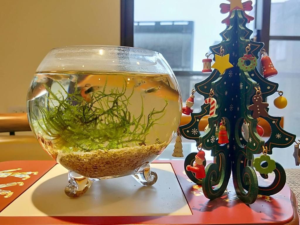 米希格照片4